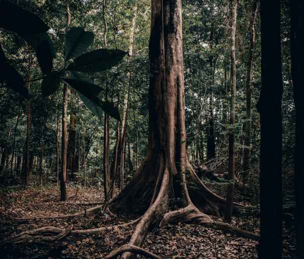Abholzung im Amazonas: eine Hauptursache für das Fieber der Welt
