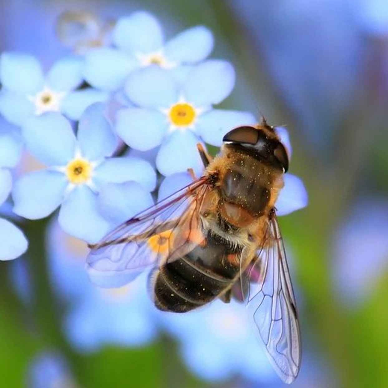 Bienenfreundliche Pflanzen für Zuhause