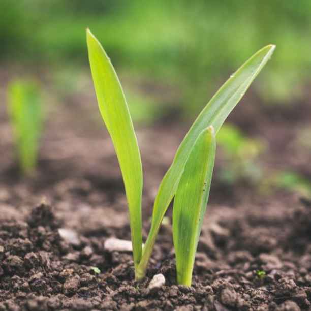 P2GreeN: Entwicklung des Nährstoffkreislaufmodells für Stickstoff und Phosphor
